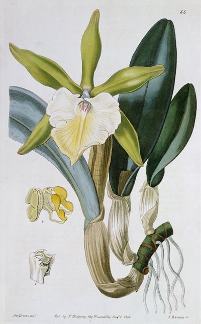 Orchid: Brassavola Glauca, Published by I. Ridgway by Miss Drake